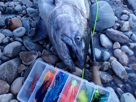 Spey Caught Chinook Salmon Photo